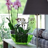 thumbnail of Prosperplast - COUBI ORCHID 1L Topf - 19,8x13x10,2cm in Transparent farbe