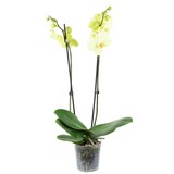 thumbnail of Schmetterlingsorchidee Phalaenopsis 2-Trieber gelb 12+ Blüten T12 H50