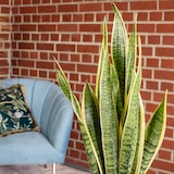 thumbnail of Sansevieria trifasciata 'Laurentii' – Robuster Bogenhanf, Luftreiniger, 40 cm hoch, Topf-Ø 14 cm