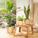 thumbnail of Scheurich Water hyacinth 28, Korbgefäß/Korb-Pflanzgefäß/Korbtopf aus Water hyacinth Farbe: Nature, 28 cm Durchmesser, 23,5 cm hoch, 13,1 l Vol.