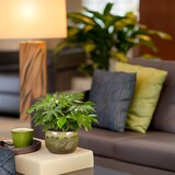 thumbnail of Monstera Minima - Rhaphidophora tétrasperme Set de 2 Hauteur 20-30cm