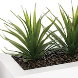 thumbnail of WellHome - Dekorativer Tafelaufsatz mit 3 Aloe Vera Pflanzen 17cm