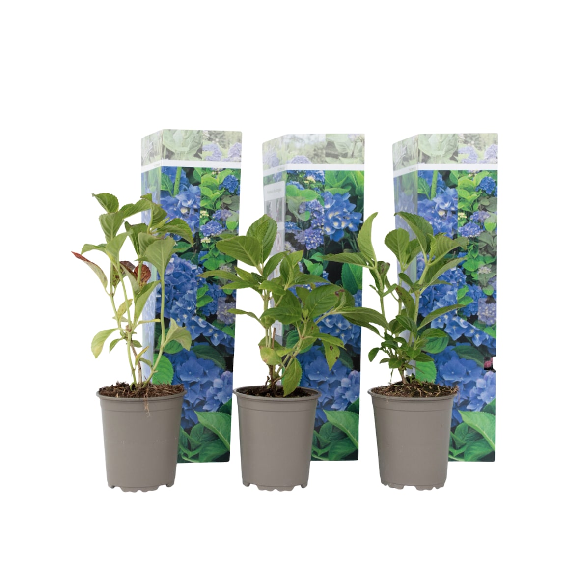 Hortensia - Hydrangea macrophylla Early Blue Set van 3 Hoogte 25-40cm