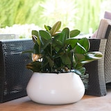thumbnail of WellHome - Blumentopf "Meriva Collection", Ø52x30cm, bronzefarben