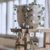 thumbnail of Ceropegia linearis Woodii - Leuchterblume Höhe 20-30cm