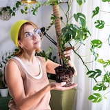 thumbnail of Erweiterbare Pflanzenstütze mit Kokosfilz – Rankhilfe 60 cm