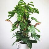 thumbnail of Monstera Délicieuse Hauteur 120-130cm