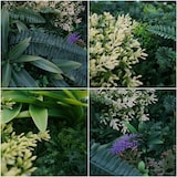 thumbnail of Pflanzenwandbild HWC-O93, Wanddeko künstliche Wandbegrünung Grünpflanzen Kunstpflanzen Bild In-/Outdoor 50x50cm