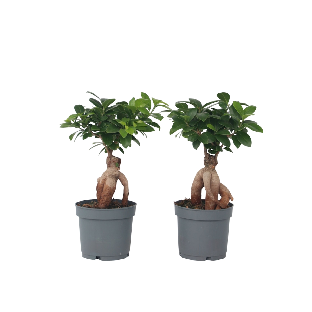 Plant in a Box Bonsai - Ficus microcarpa Ginseng 2er Set Höhe 30-40cm