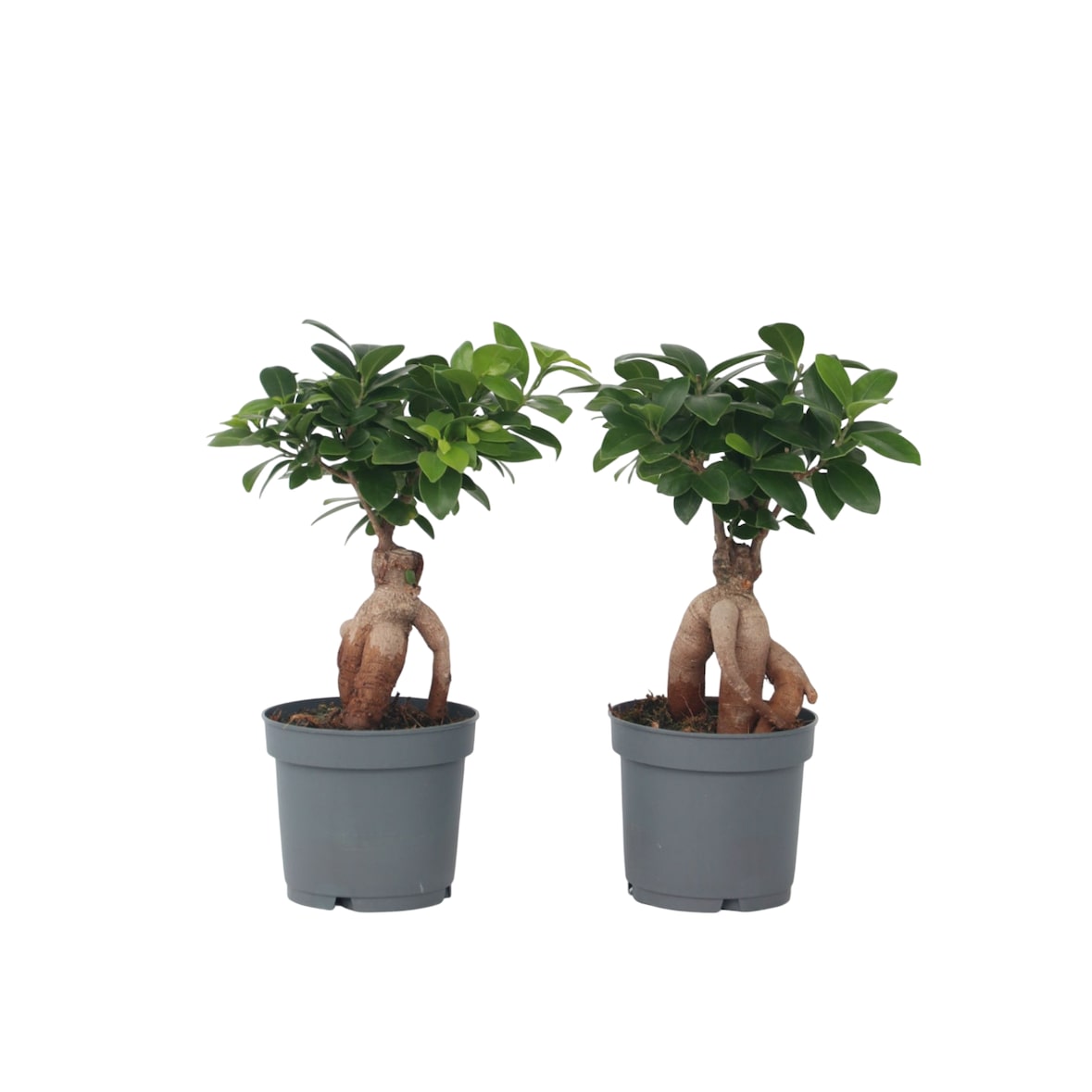 Bonsaï - Ficus microcarpa Ginseng Set de 2 Hauteur 30-40cm