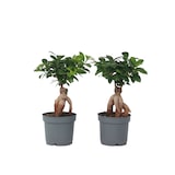 thumbnail of Bonsaï - Ficus microcarpa Ginseng Set de 2 Hauteur 30-40cm