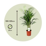 thumbnail of Dypsis Lutescens - Areca - Goudpalm - Kamerplant - Pot 21cm - Hoogte 100-120cm