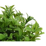 thumbnail of Planta Artificial De Poliester Ø16X13Cm