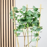 thumbnail of Eukalyptus - Eucalyptus gunnii - Höhe ca. 50 cm, Topf-Ø 12 cm