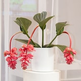 thumbnail of Trosbloem - Medinilla Magnifica Hoogte 40-50cm