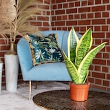thumbnail of Bogenhanf als Raumluftverbesserer – Sansevieria trifasciata Superba  - 25 cm hoch, Topf-Ø 9 cm