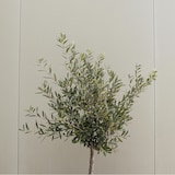 thumbnail of Olivenbaum - Olea Europaea Höhe 60-70cm