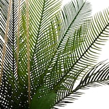 thumbnail of WellHome - Künstlicher Palmentopf 55x50cm