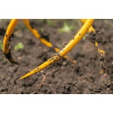 thumbnail of TORNADICA Kultivator-Wurzelentferner: Vertikutierer, Kultivator für Gemüsegarten oder Gewächshaus; Wurzelentferner, Spiral-Design, Gartenkralle