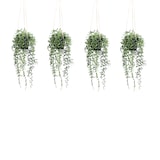 thumbnail of CREATIV green künstliche Pflanze Senecio herreianus Hängeampel ca 55cm, 4er Set