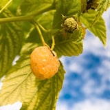 thumbnail of Framboisier - Rubus idaeus Fallgold - Set de 3 Hauteur 25-40cm