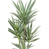 thumbnail of VERT ESPACE plante artificielle yucca rapier 150 cm