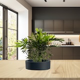 thumbnail of Planta Palma Enana Chamerox 53 cm