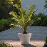 thumbnail of Dadelpalm - Phoenix Canariensis - Set van 2 Hoogte 50-60cm