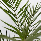 thumbnail of Outdoor Palmbomen - Mix van 3 Palmen Hoogte 50-70cm