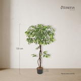thumbnail of Bonerva | Ficus Deco 120 cm Altura | Planta artificial para decorar interiores: hogares, negocios y hoteles | Sin mantenimiento