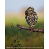 thumbnail of Sony Alpha 6700 | Spiegellose APS-C Kamera mit KI-Autofokus, 5-Achsen-Stabilisierung & 4K 120p Video