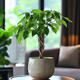 thumbnail of Geldboom - Pachira Aquatica Hoogte 60-70cm