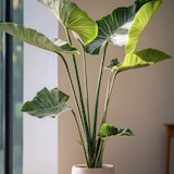 thumbnail of Alocasia Zebrina - Elefantenohr Höhe 140-150cm