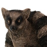 thumbnail of Lémurien 27.50 cm -  Marron Autre Résine Amadeus 30x18 cm