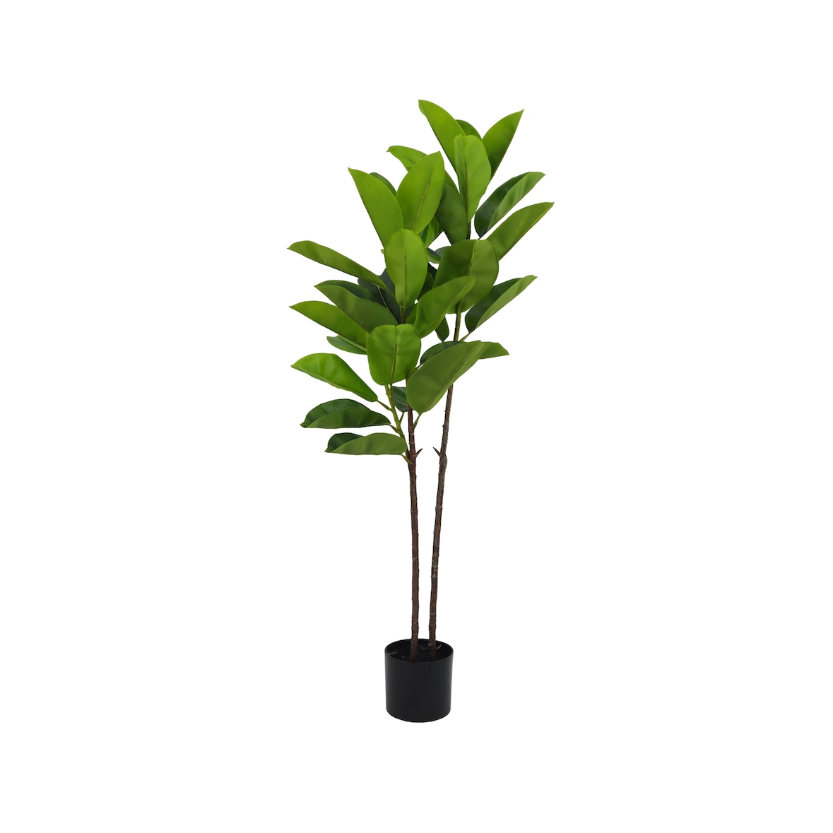 Pianta Ficus Elastica 140 Cm