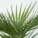 thumbnail of Dwergpalm - Chamaerops Humilis Hoogte 50-60cm