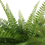 thumbnail of Planta artificial / Planta en maceta PROLIFERUM Helecho 35 cm Plástico verde hjh OFFICE