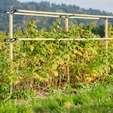 thumbnail of BERRY BUDDY uitbreiding