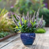 thumbnail of Hebe pinguifolia - Mix van 6 Hoogte 15-20cm