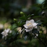 thumbnail of Kaapse Jasmijn - Gardenia Jasminoides Hoogte 20-30cm