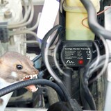 thumbnail of GARDIGO Marder Frei 0,10 W 78405DEFR