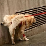 thumbnail of Repelente de urina de longa duração (1L + pulverizador) Previne manchas e odores desagradáveis ​​de urina humana e animal em fachadas e pavimentos