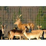 thumbnail of BETAFENCE   Schweres Ursus Bezinal 100/6/15