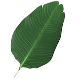 thumbnail of Outsunny planta de decoración artificial de palma árbol realista con maceta 7 hojas Ø15x120 cm