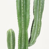 thumbnail of LIGNE DÉCO Cactus artificiel grande taille 155cm