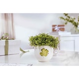 thumbnail of Villeroy & Boch With Love Henkelbecher Good Luck 290 ml