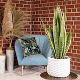 thumbnail of Sansevieria trifasciata 'Laurentii' – Robuster Bogenhanf, Luftreiniger, 40 cm hoch, Topf-Ø 14 cm