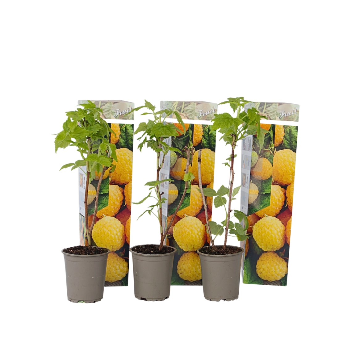 Framboisier - Rubus idaeus Fallgold - Set de 3 Hauteur 25-40cm