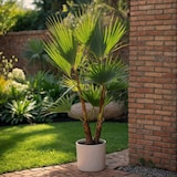 thumbnail of Outdoor Palmbomen - Mix van 3 Palmen Hoogte 50-70cm