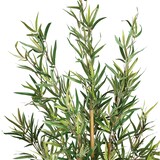 thumbnail of Atmosphera - Kunstbambus in Topf, Höhe 120 cm